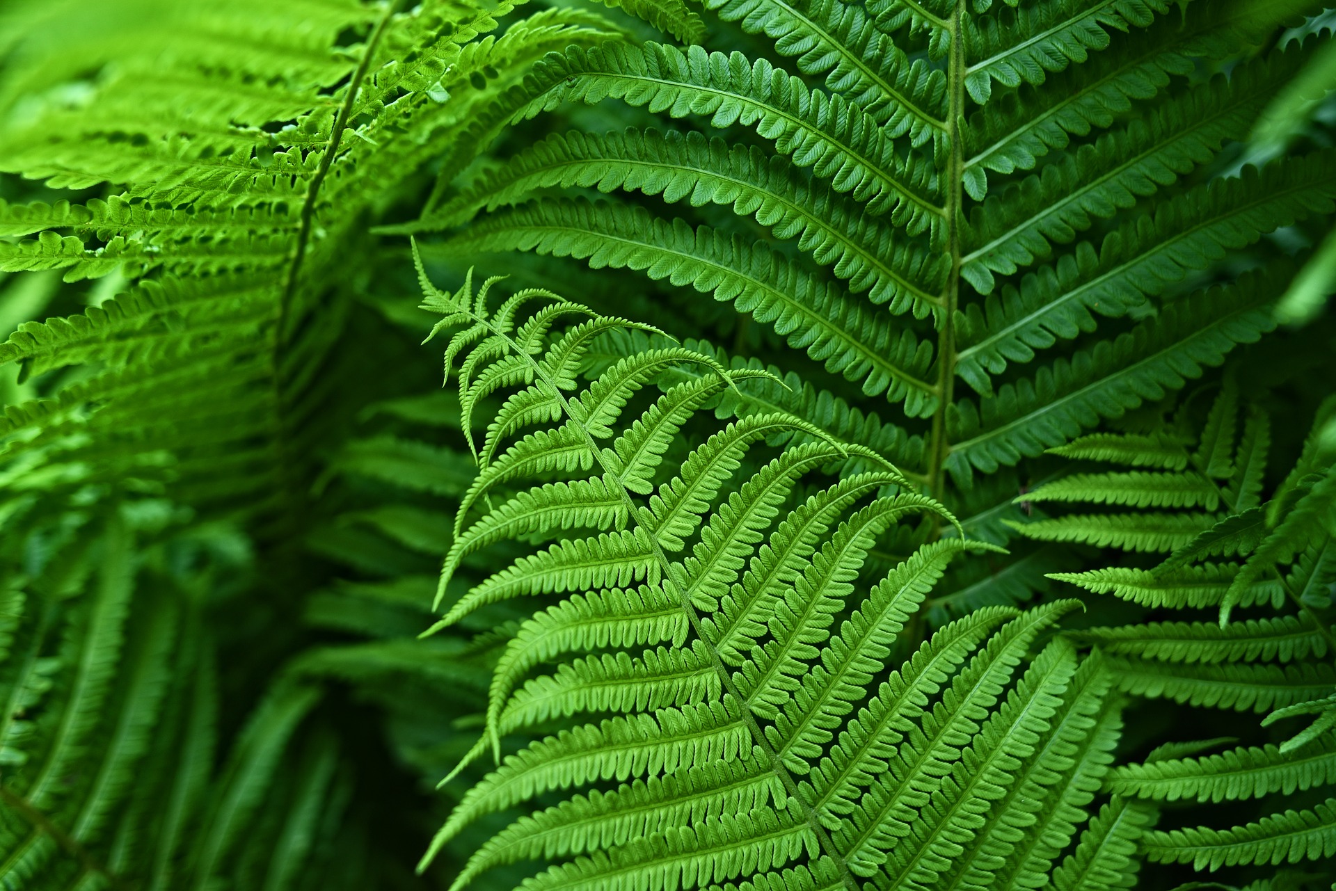 www.GreeneryKnots.com